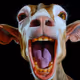 Loudly goat