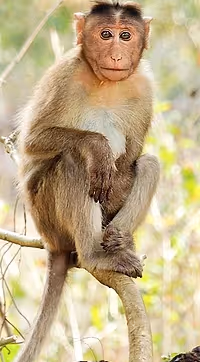 monkeeeey 1