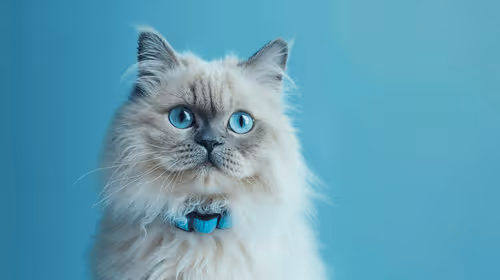 Snowy Cat