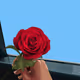 I should have bought you flowers