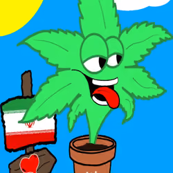 Kush Kard #559