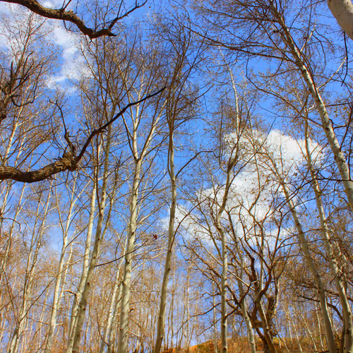 Blue Sky 104