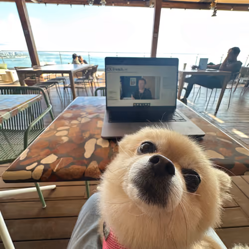 $DOG