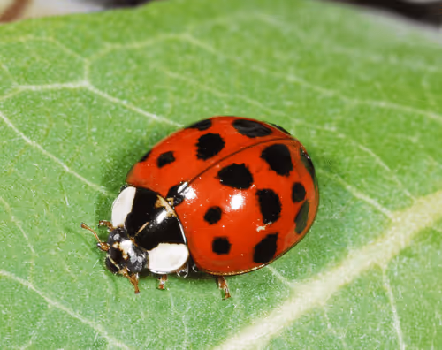 Lady Bug 5