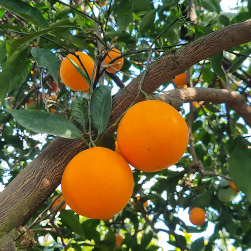 orange wash