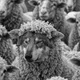 Wolf in Sheep's Clothing