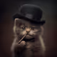 Gangster cat