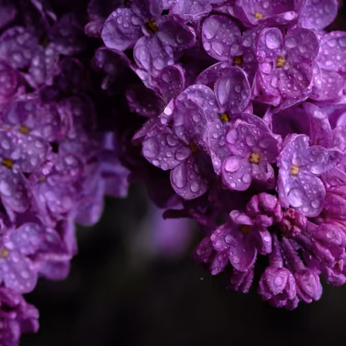 Lilac