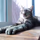 Zen Kitty