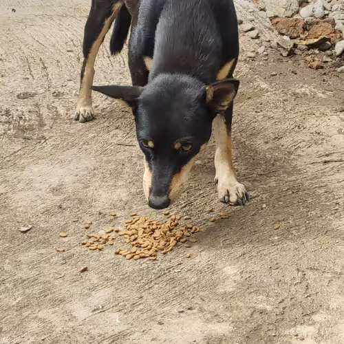 Paws & Kindness Chronicles
