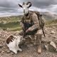Soldier goat goat