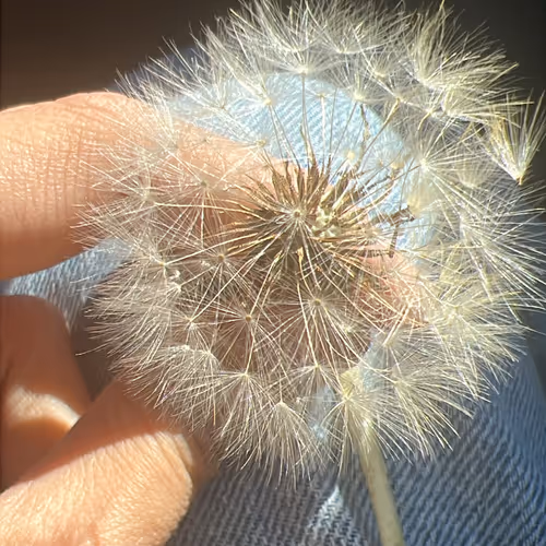 Whispers of Wishes