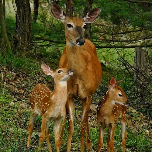 Nature 2999