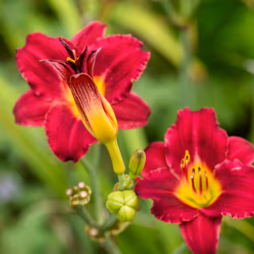 Daylilies