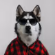 cooldogs