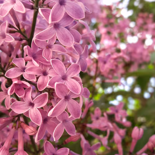 Blooming Lilac