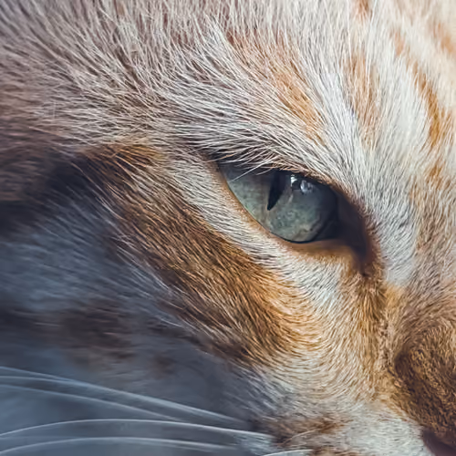 Fur in Focus #35