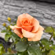 Morning flower