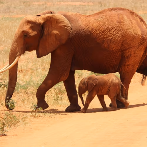 elephants #1