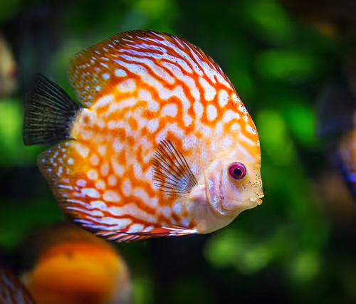 Discus 4