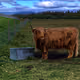 Rodeo posts