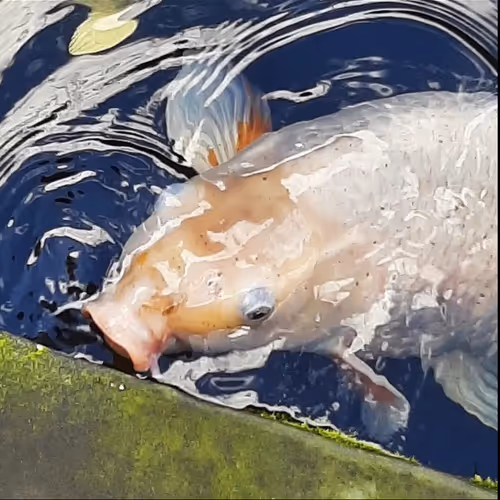 My old fish