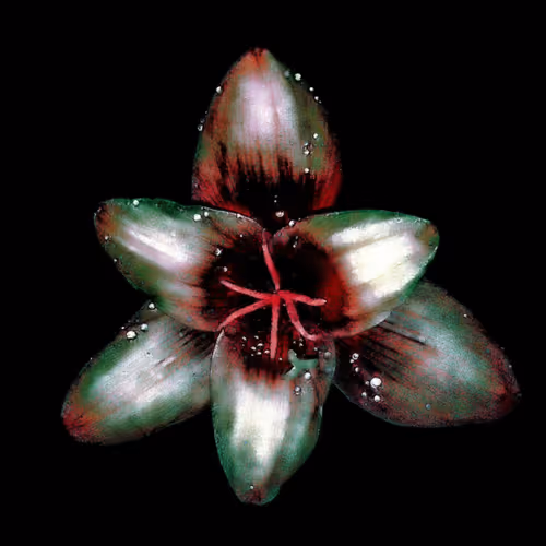 Rain Lily DM1