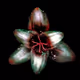 Rain Lily DM1