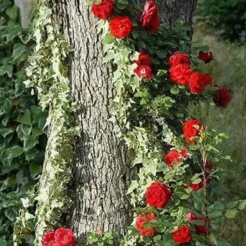 Rose 115