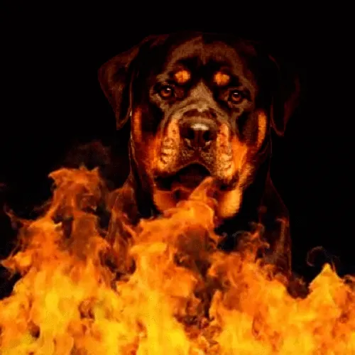 Dog On Fire