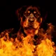 Dog on fire