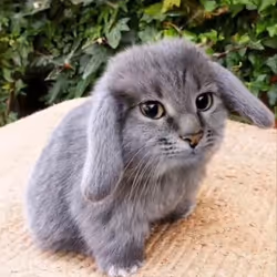 Sewwdy