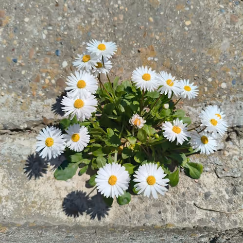 Concrete Flower