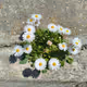 Concrete Flower