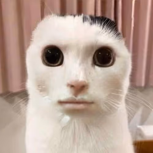 JUST CAT