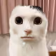 JUST CAT