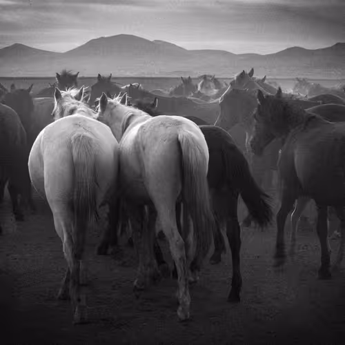 Rodeo Posts 8445