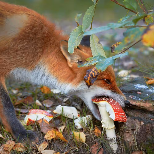 Fox 586