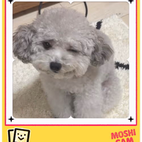 Moshicam
