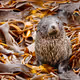 Sea Pup In The Sea Kelp