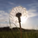 AFPhotos