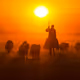 Rodeo posts