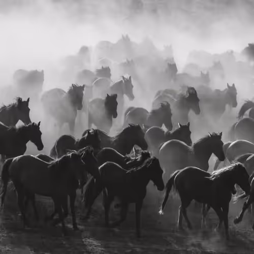 Rodeo Posts 4519