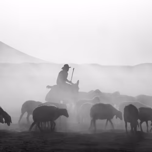 Rodeo Posts 4519