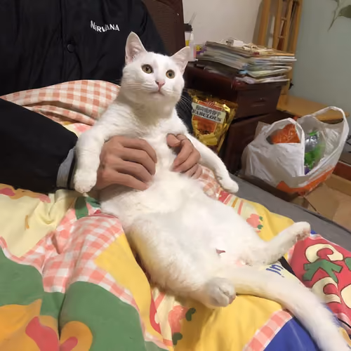 Coolcat 1