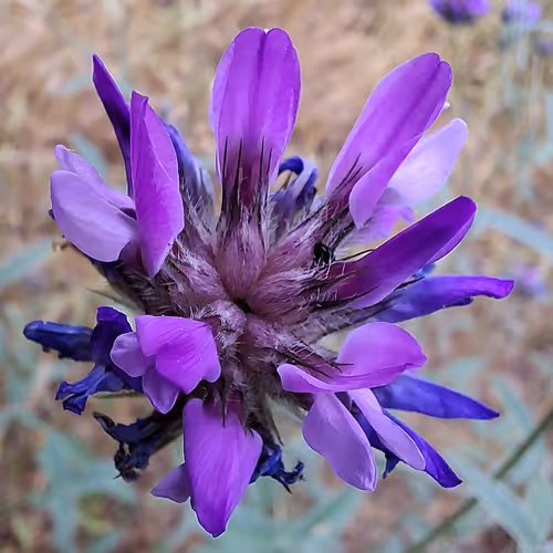 Asphalt Velvet Flower
