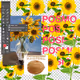 Rodeo posts