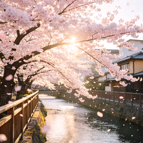 Kyoto Cherry Blossom Canal