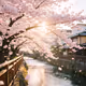 Kyoto Cherry Blossom Canal