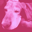 Pixelbug Gallery
